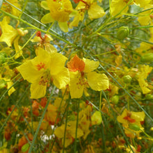 Parkinsonia Aculeata Plants for seasonal color across the Drought-Tolerant Garden