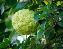 Osage Orange Seeds (Maclura pomifera) for growers planting the Landscape