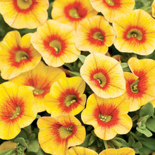 Apricot Punch Calibrachoa Organic Petunia Seeds valued for hanging Baskets