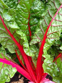 Ruby Red Swiss Chard Seeds (Beta vulgaris) for colorful blooms in the vertical garden containers