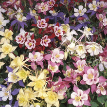 Columbine McKana Giants Mix Seeds valued for stunning Flower Growth