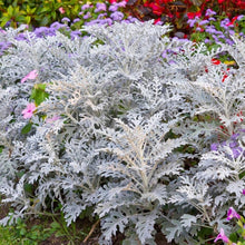 Dusty Miller Seeds (Jacobaea maritima) for seasonal color across the border garden flower bed