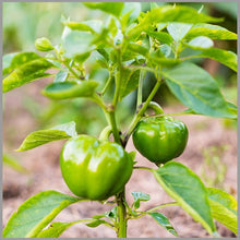 Pimenta Barra do Ribeiro Pepper Seeds (Capsicum baccatum) prized among growers for exotic Spicy Gardening