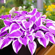 Hosta Plant Perennial Funkie for Flower Bed Planting Plants for colorful blooms in the Flower Bed Planting