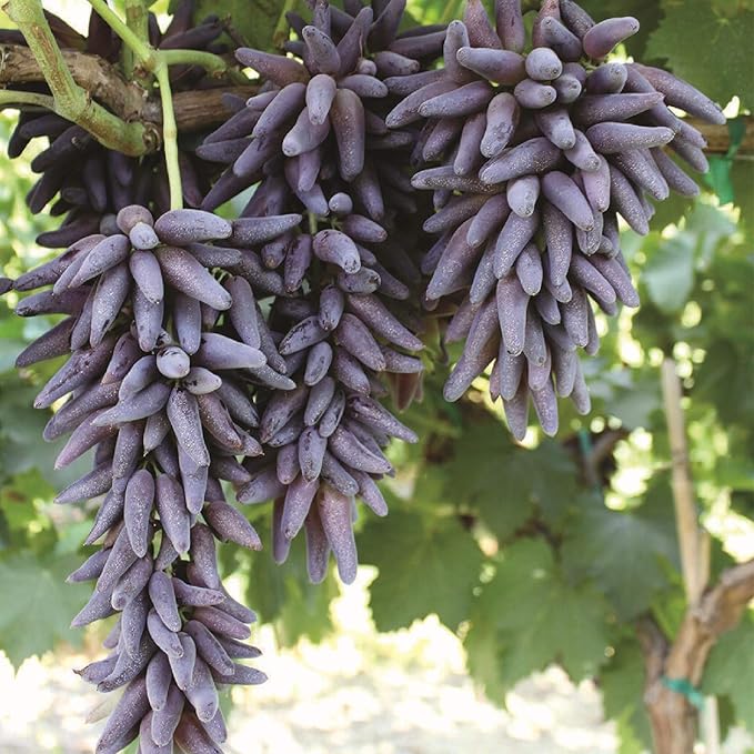 Finger Grape Vitis vinifera for planting in garden