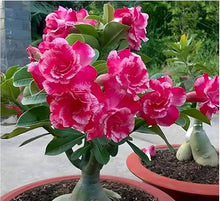 Adenium Obesum Bonsai Seeds for growers establishing the Balcony & Indoor Bonsai Plants