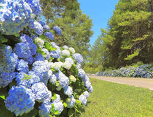 Hydrangea Hydrangea Macrophylla Mixed Color Seeds for climbing cover in the Pots