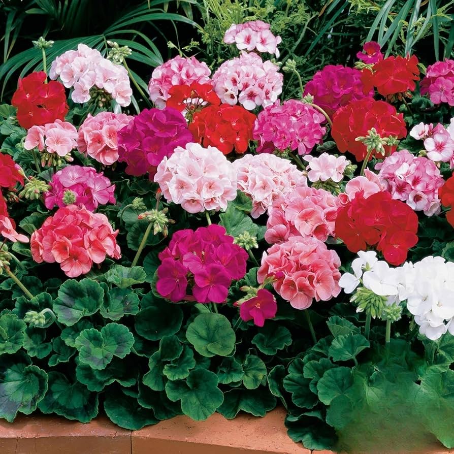 Pink Geranium Pelargonium x hortorum Maverick variety flower seeds for indoor pots - for planting in home garden