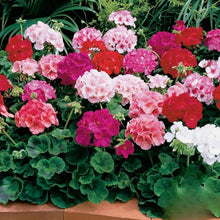 Pink Geranium Pelargonium x hortorum Maverick variety flower seeds for indoor pots - for planting in home garden