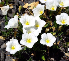 White Robe Cupflower Nierembergia hippomanica seeds
