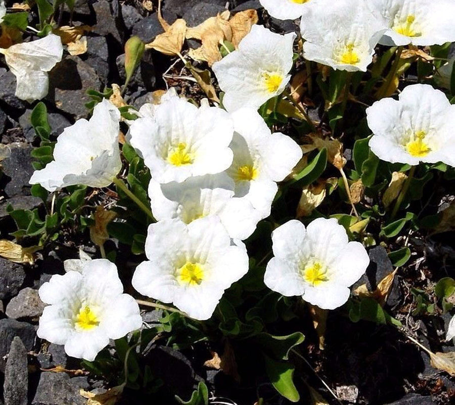 White Robe Cupflower Nierembergia hippomanica seeds