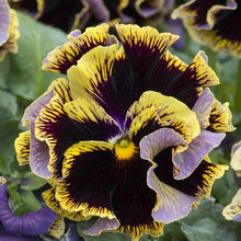 Viola Arvensis Field Pansy Seeds valued for wildflower Beauty