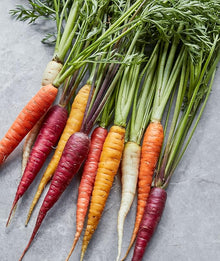 Rainbow Carrot for planting