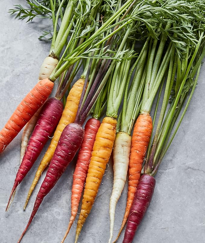 Rainbow Carrot for planting