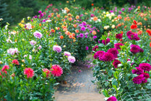 House Garden-Mary Seeds for long-term planting in the Gardens