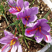 Light Green Saffron Pot Seeds for growers establishing the Garden, Bonsai, Flower
