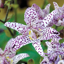 Toad Lily Seeds for colorful blooms in the White Blue Garden
