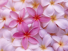 Plumeria Seeds for a colorful addition to any planting