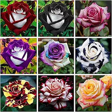 Rose Rosa spp. flower seeds for planting in home garden or flower beds - for planting in home garden