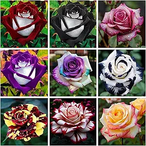 Rose Rosa spp. flower seeds for planting in backyard garden or ornamental beds - for planting in home garden