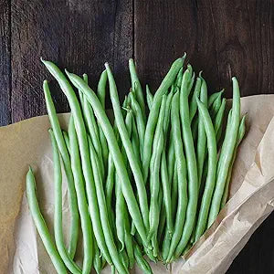 Blue Lake bush bean seeds for garden cultivation