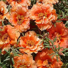 Stoppuhr Orange Portulaca Moss Rose Seeds known for bright Orange Blooms