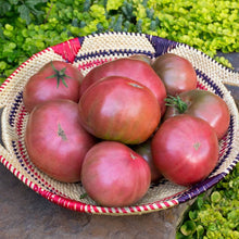 Abe Lincoln Heirloom Tomato Seeds for a productive addition to the vegetable patch