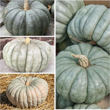 Pumpkin Cucurbita Jarrahdale Ornamental Edible Blue Seeds valued by growers for fall Harvest