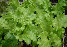 Black Simpson Lettuce Seeds known for large Harvest