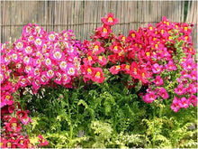 Butterfly Seeds (Schizanthus pinnatus) for a lasting display in the indoor pots and containers