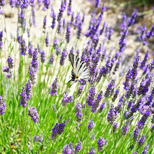 French Lavender Seeds for cooks growing their own fresh herbs