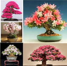 Sakura Bonsai Seeds grown for planting, Japanese Cherry Blossom
