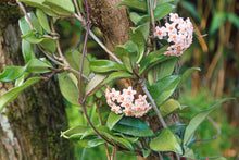 Hoya Orchid Seeds for long-term planting in the yard