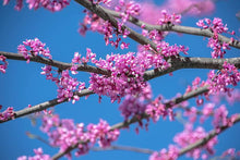 Eastern Redbud Tree Seeds for a lasting addition to the Landscaping & Garden