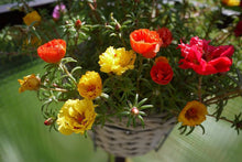 Purslane Seasons Seeds for a bright addition to the Multi-Color Garden