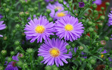 Aster Velvet Summer Mixed Colors Flower - for planting in home garden