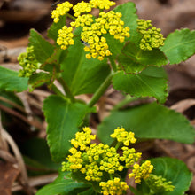 Golden Alexander Zizia Aurea Heart-Leaf Seeds for a lasting display in the Meadow Gardens