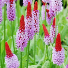 Orchid Primrose Seeds (Primula spp.) for a bright addition to the Flower Bed