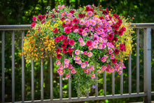 Hanging Petunia Petunia Hybrida Seeds for seasonal color across the Home Balcony Baskets