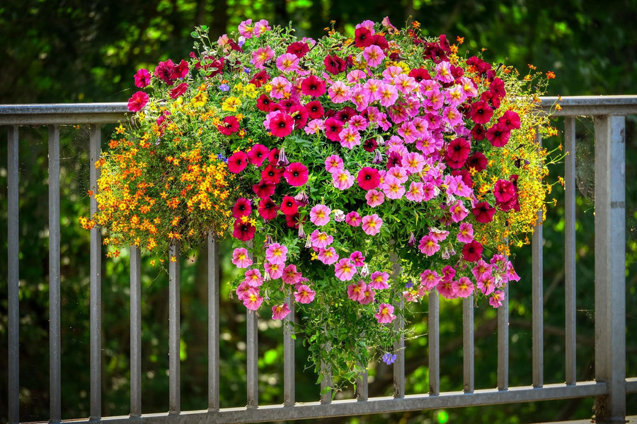 Petunia Petunia spp. for planting in garden house