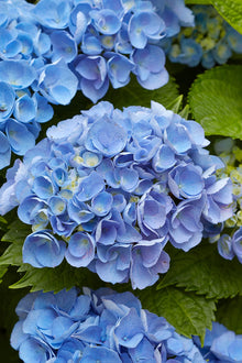 Plant Seeds (Mini hydrangea) for climbing cover in the home garden or decorative containers