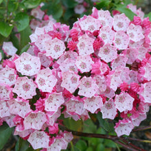 Kalmia Latifolia Mountain Laurel Seeds for growers seeking a long-blooming display