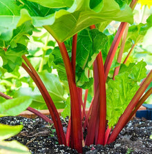 Rhubarb Seeds (Rheum rhabarbarum) for gardeners building out beds and borders