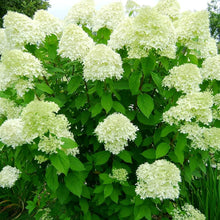 Hydrangea Paniculata Seeds (Hydrangea paniculata) for climbing cover in the ornamental gardens and flower beds