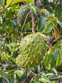 Giant Soursop Annona muricata for planting in tropical garden