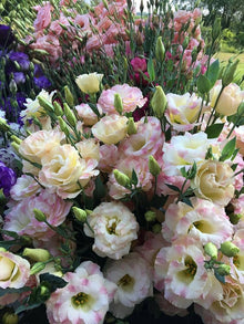 Lisianthus Seeds for a bright addition to the Home Garden & Flower Bed