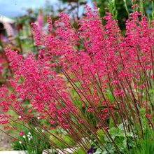 Heuchera Coral Bells Seeds for seasonal color across the Shaded Garden