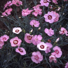 Dianthus Allwoodi Alpinus Seeds for gardeners building out beds and borders