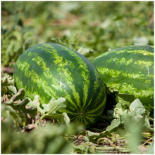 Carolina Cross Watermelon Seeds (Citrullus lanatus) for productive rows in the large plots and vegetable gardens
