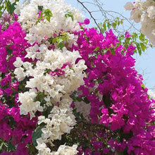 Bougainvillea Seeds (Bougainvillea spectabilis) for a bright addition to the home garden climbers